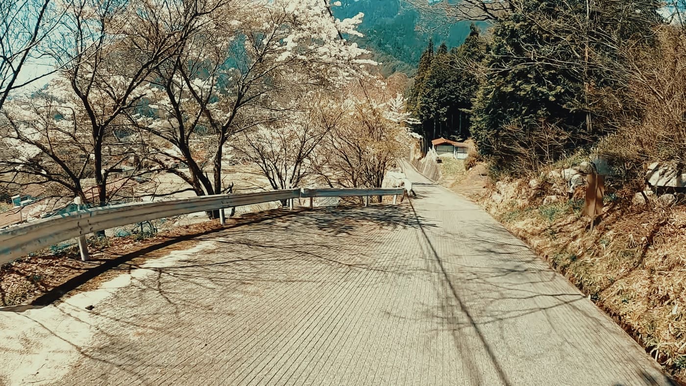 Riding a lane of cherry blossoms at dawn in Nagiso